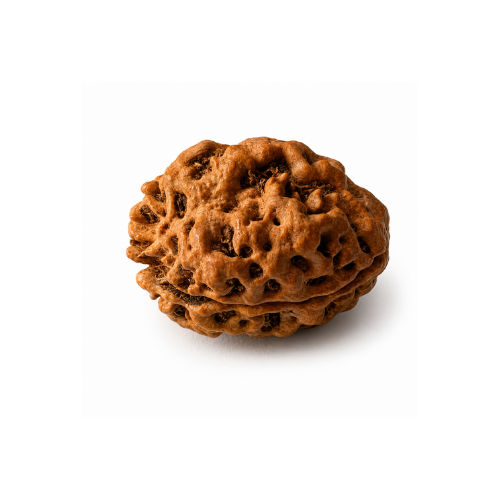 Natural 2 Mukhi Rudraksha - Nepal