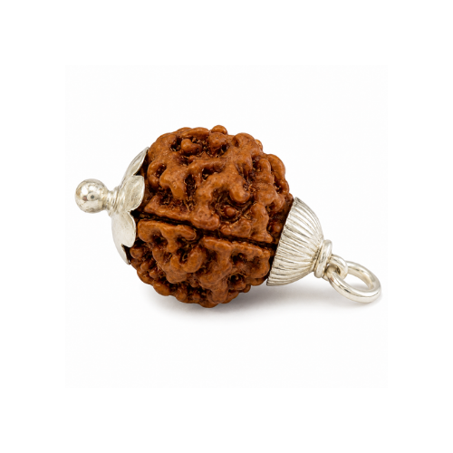 Natural 3 Mukhi Rudraksha - Nepal