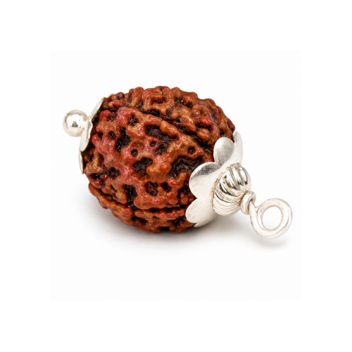 Natural 4 Mukhi Rudraksha - Nepal