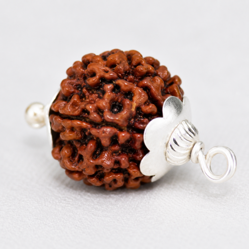 Natural 6 Mukhi Rudraksha - Nepal