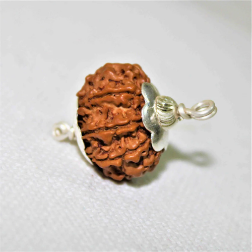 Natural 7 Mukhi Rudraksha - Nepal