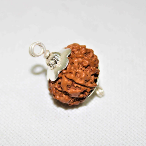 Natural 8 Mukhi Rudraksha - Nepal