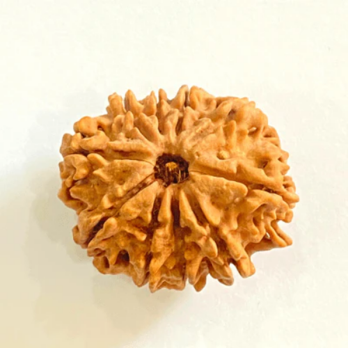 Natural 10 Mukhi Rudraksha - Nepal