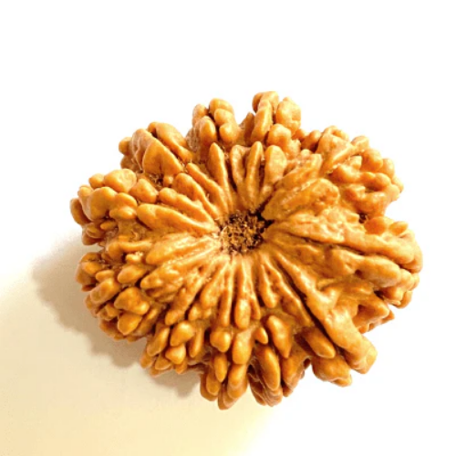 Natural 11 Mukhi Rudraksha - Nepal