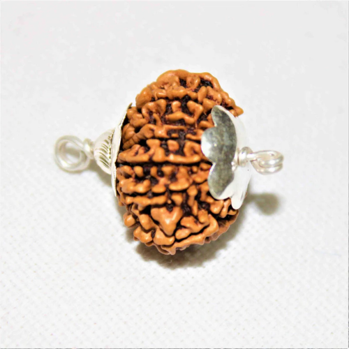 Natural 12 Mukhi Rudraksha - Nepal