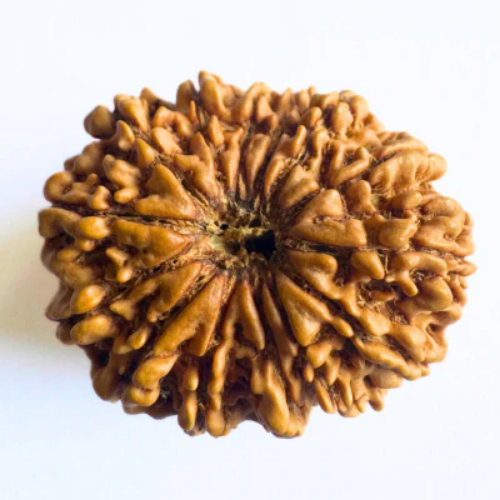 Natural 14 Mukhi Rudraksha - Nepal