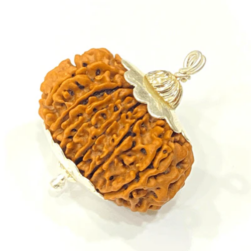 Natural 15 Mukhi Rudraksha - Nepal