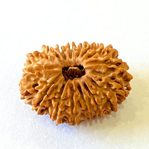 Natural 16 Mukhi Rudraksha - Nepal